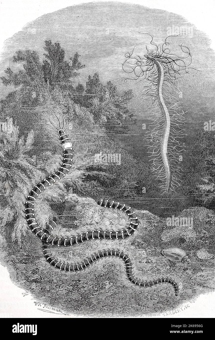 Digital improved reproduction, Cirratulus cirratus is a species of marine polycheate worm in the family Cirratulidae, original woodprint from th 19th century Stock Photo