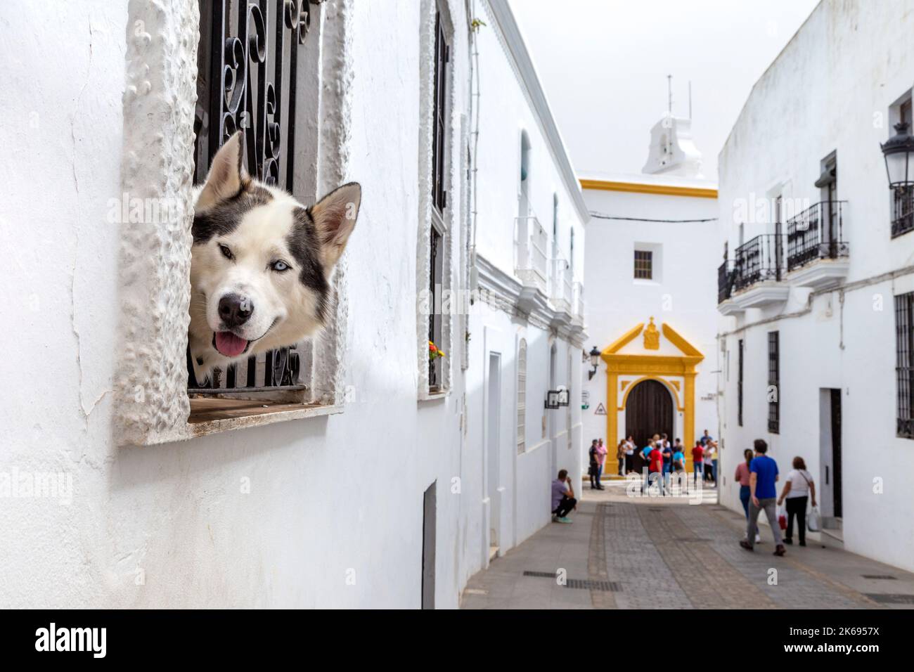 Husky dog looking out of a window, Vejer de la Frontera, Andalusia, Spain Stock Photo