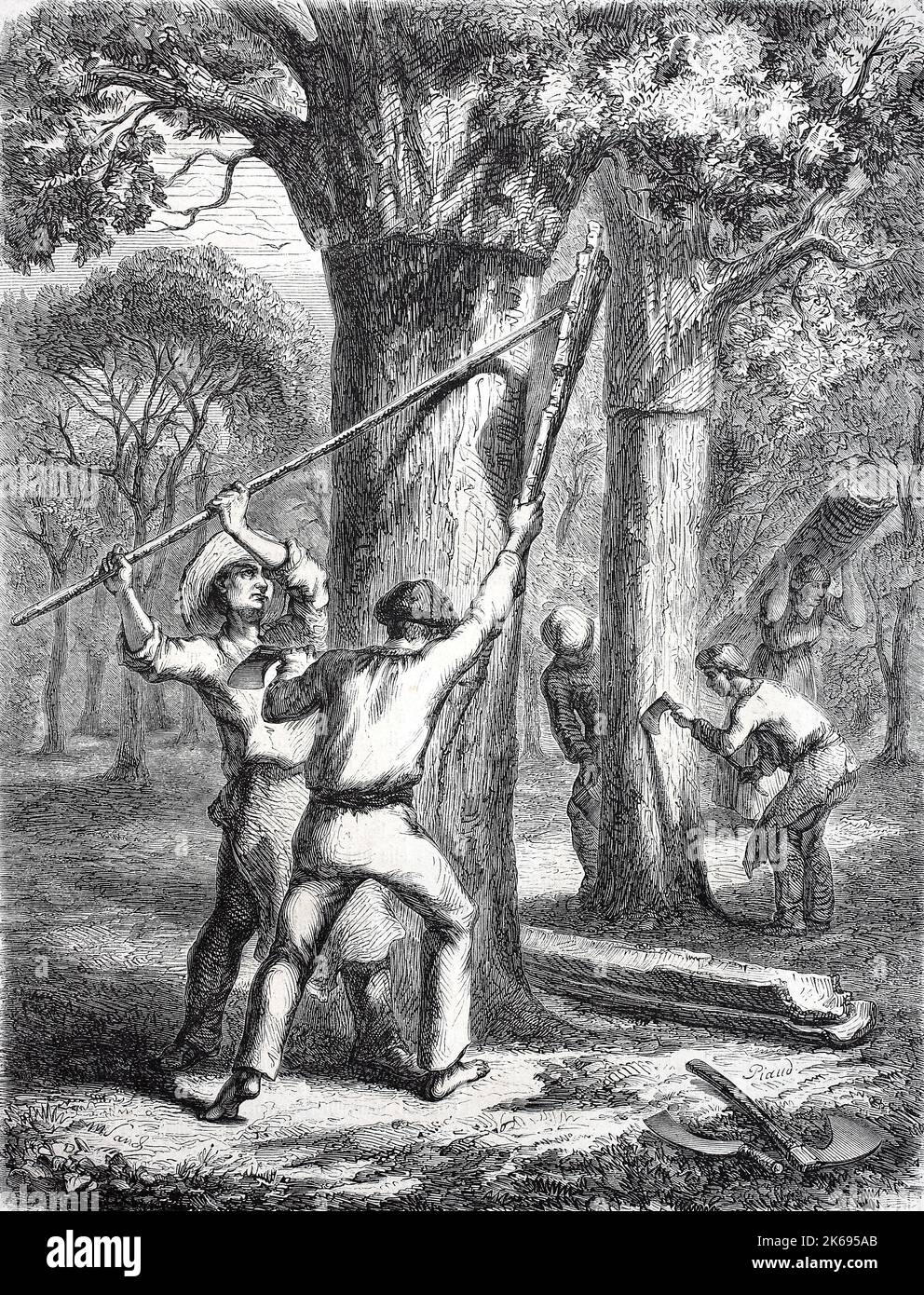 Digital improved reproduction, Cork harvest, the peeling of cork oaks, Quercus suber, in Portugal, original woodprint from th 19th century Stock Photo