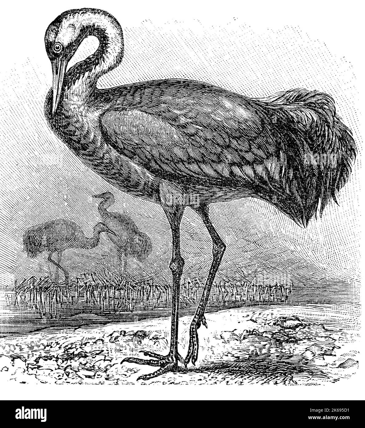 Digital improved reproduction, common crane, Grus grus, also known as the Eurasian crane, original woodprint from th 19th century Stock Photo