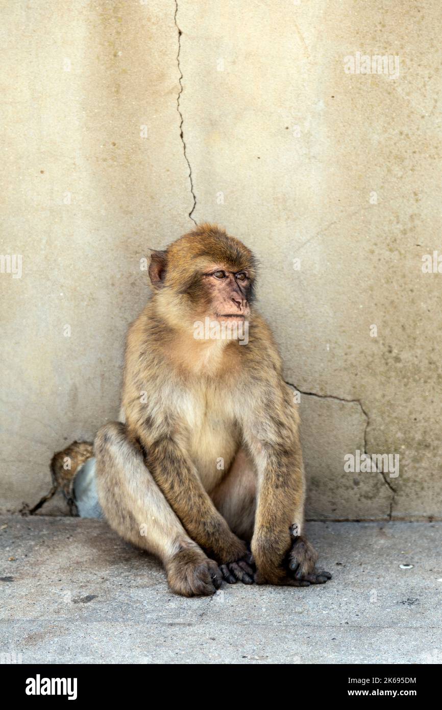 Barbary Macaque monkey sitting at the Apes' Den, Upper Rock Nature Reserve, Gibraltar Stock Photo