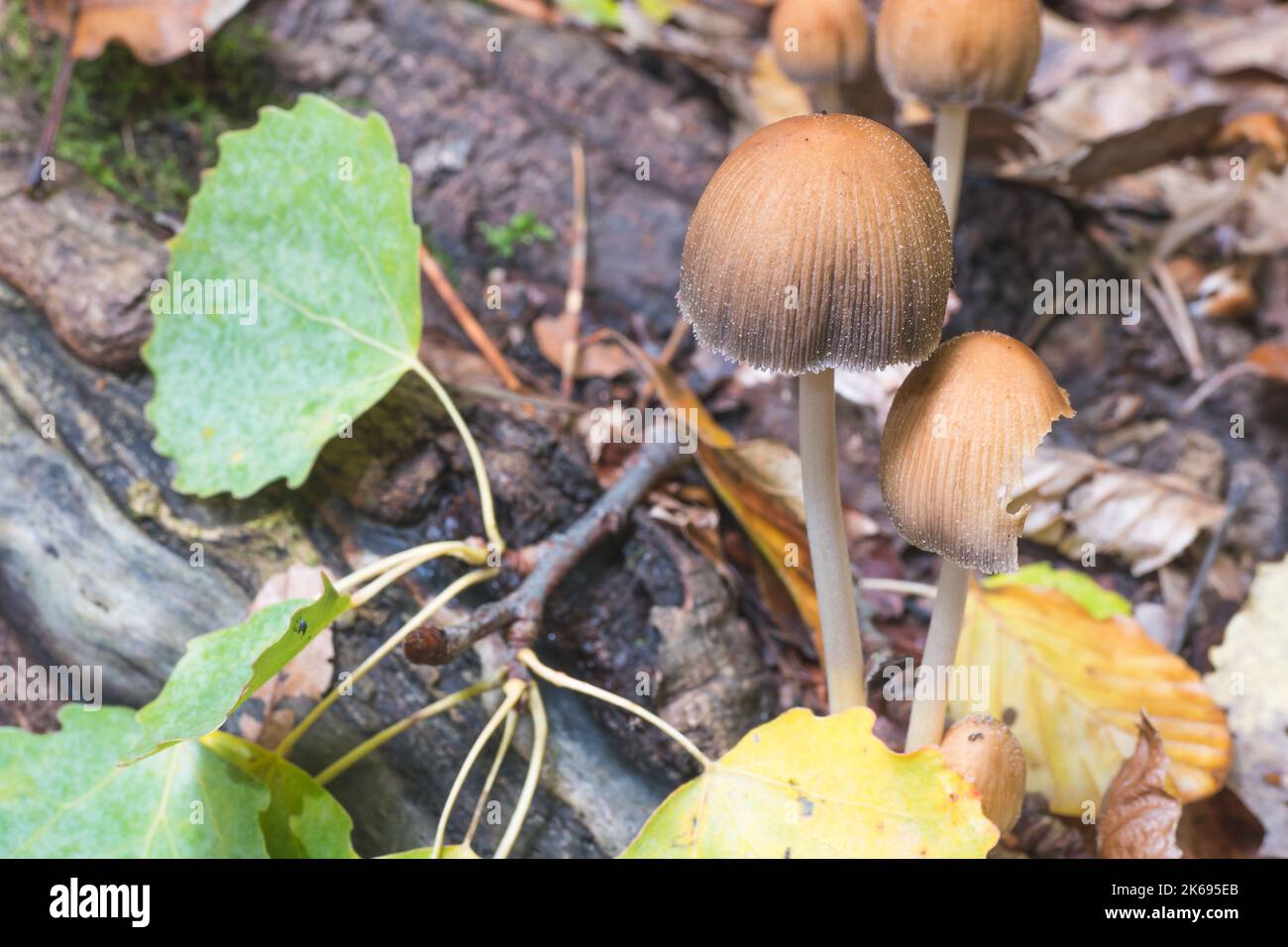 Coprinellus truncorum commonly mushroom forming fungus in the autumn forest. Species related to Coprinellus micaceus in English mica cap or shiny cap. Stock Photo
