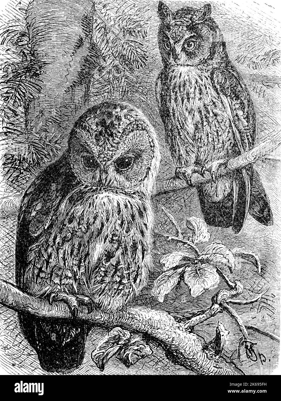 Digital improved reproduction, tawny owl or brown owl, Strix aluco and long-eared owl, Asio otus, original woodprint from th 19th century Stock Photo