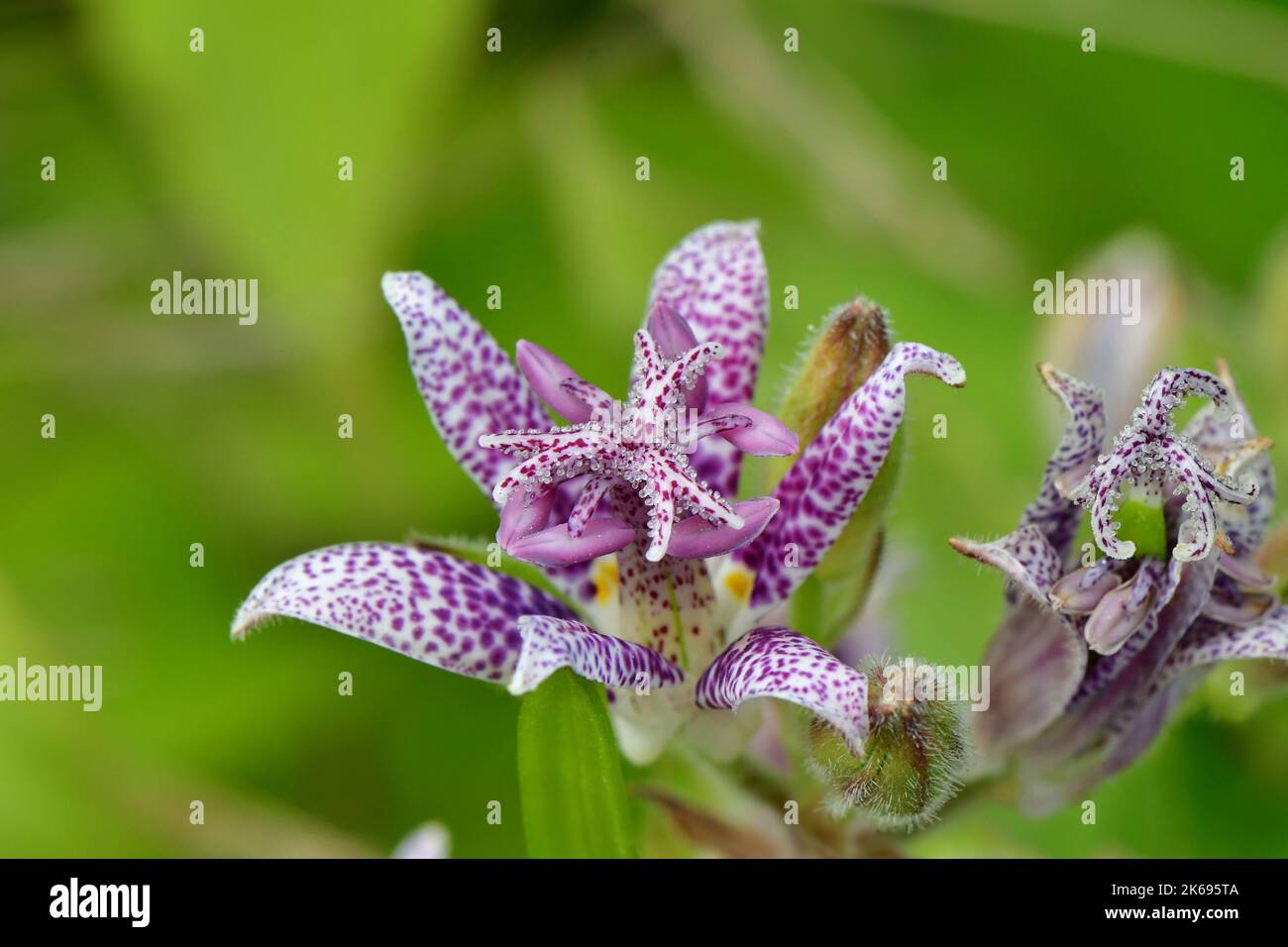 A close up shot of Japanese toad lily on natural background Stock Photo