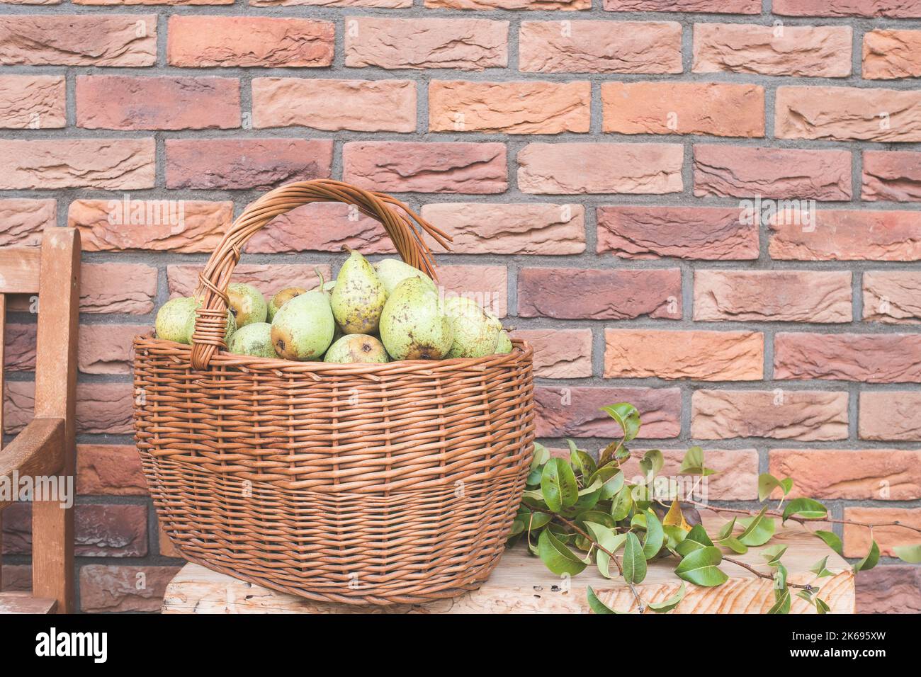 Pears from own garden in wicker basket with copy space for text. Home harvest, fresh picked organic fruits. Brick wall background. Stock Photo