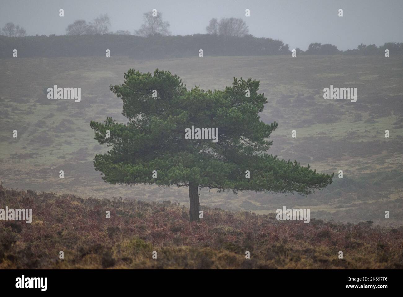 Standalone tree in mist and fog Stock Photo Alamy