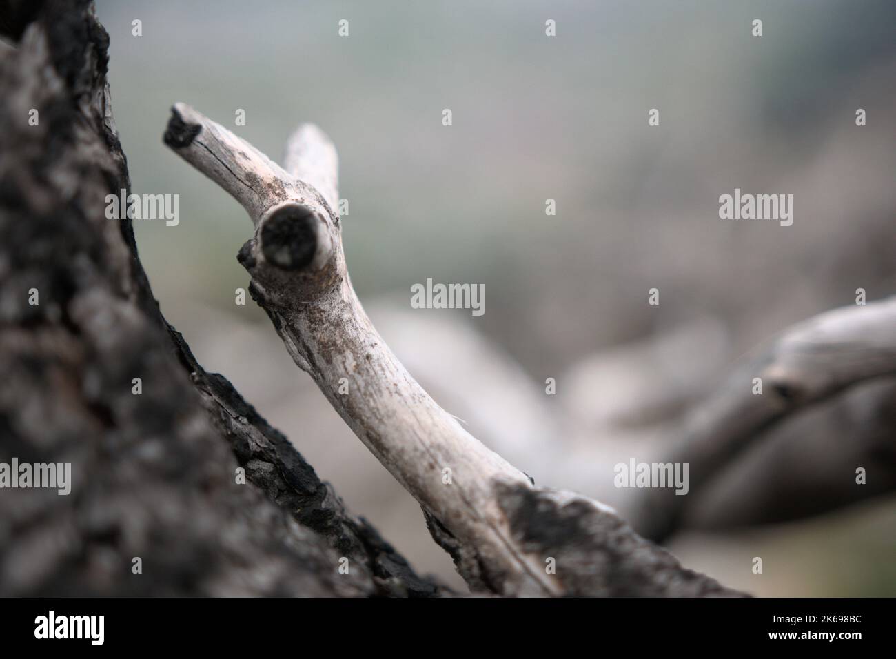 Dwarf pine branch after fire in Tyrol Stock Photo