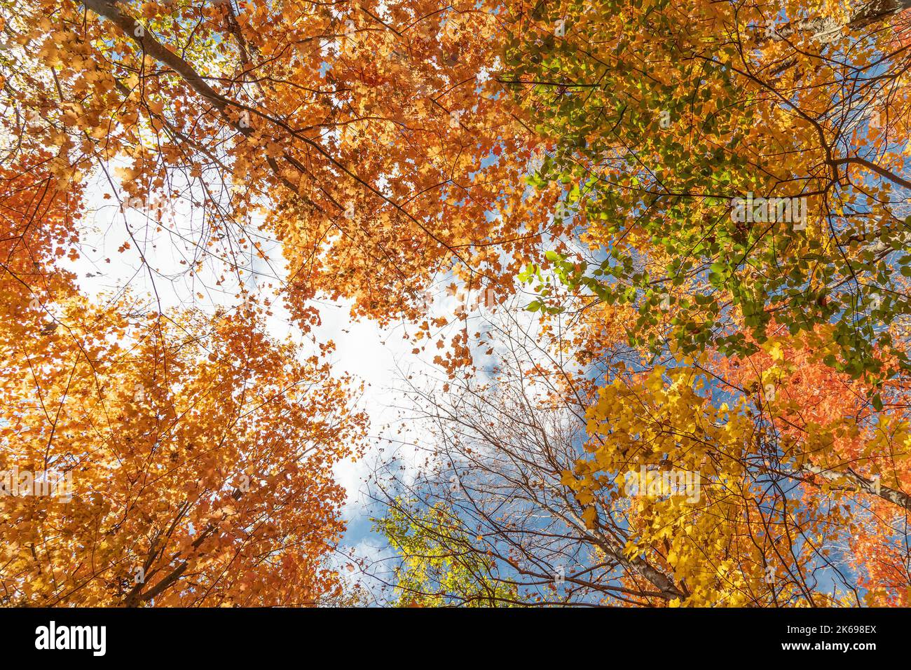 Tops of colorful maples against a blue sky with white clouds Stock ...