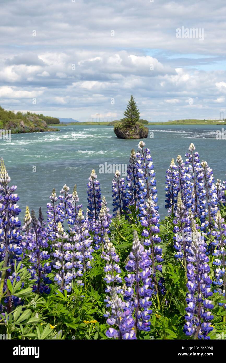 Spruce (Christmas) tree on a tiny island in the middle of a river with a field of purple lupine in the foreground Stock Photo
