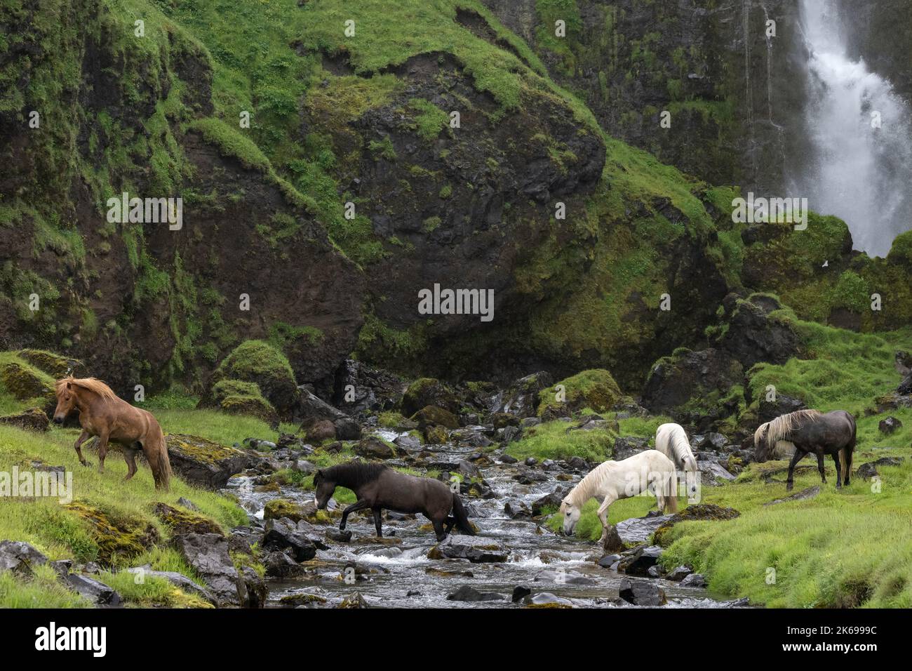 Herd of Icelandic horses crossing a stream in front of a waterfall Stock Photo