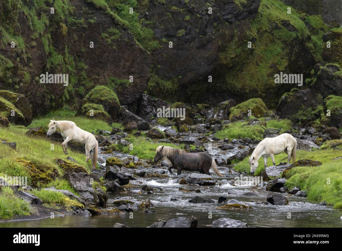Herd of Icelandic horses crossing a stream Stock Photo