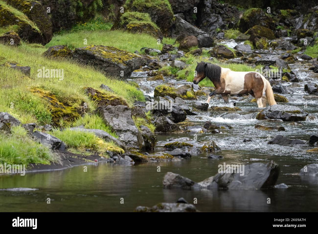 Brown and white Icelandic horse crossing a mountain stream Stock Photo