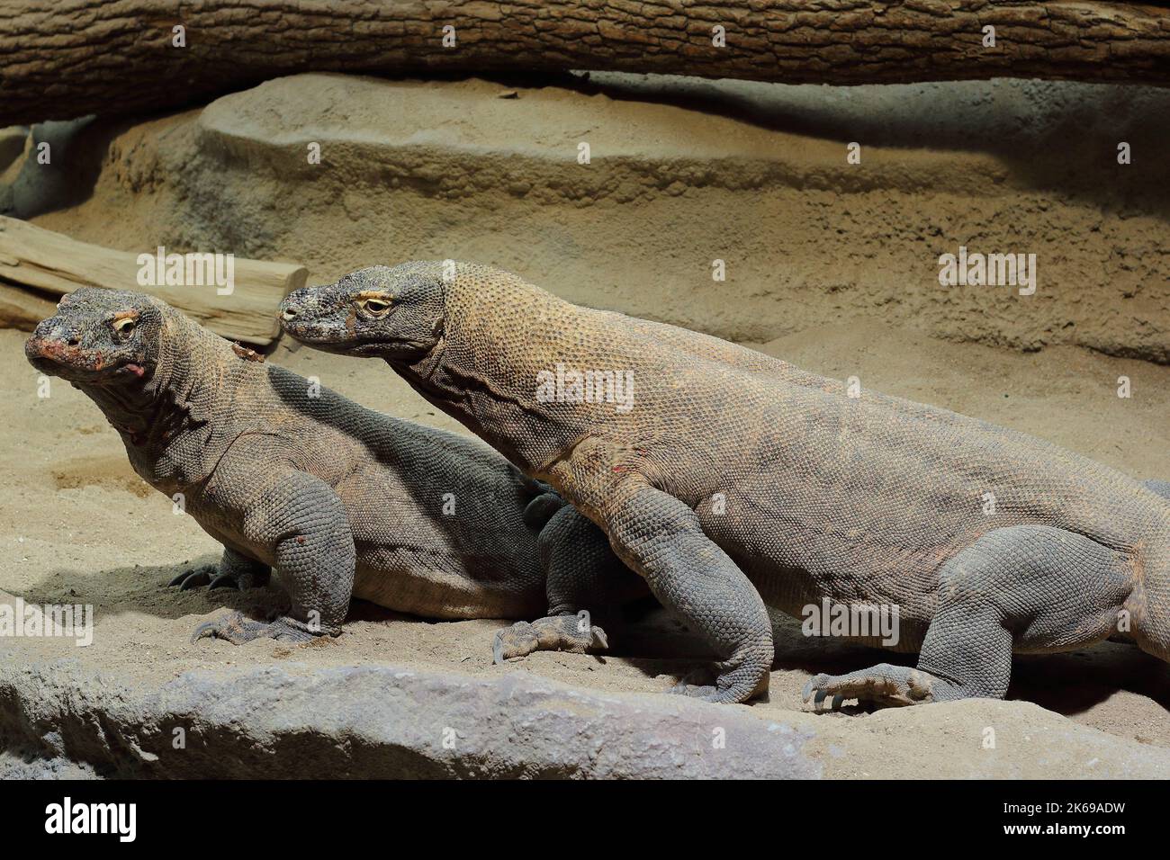 The Komodo dragon, Komodo monitor (Varanus komodoensis) in a natural habitat Stock Photo