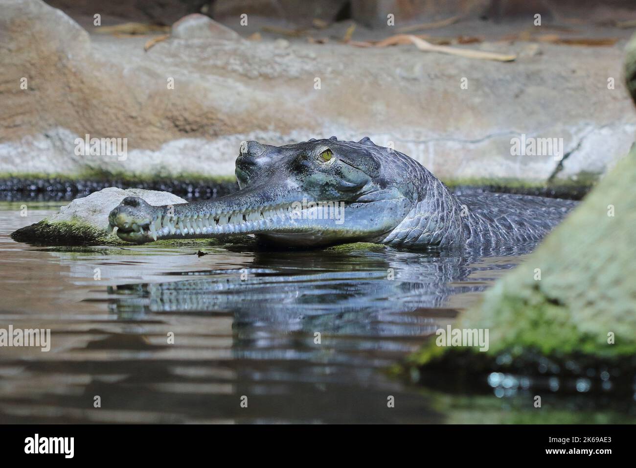 The gharial, gavial, fish-eating crocodile (Gavialis gangeticus) head of an individual in natural habitat Stock Photo