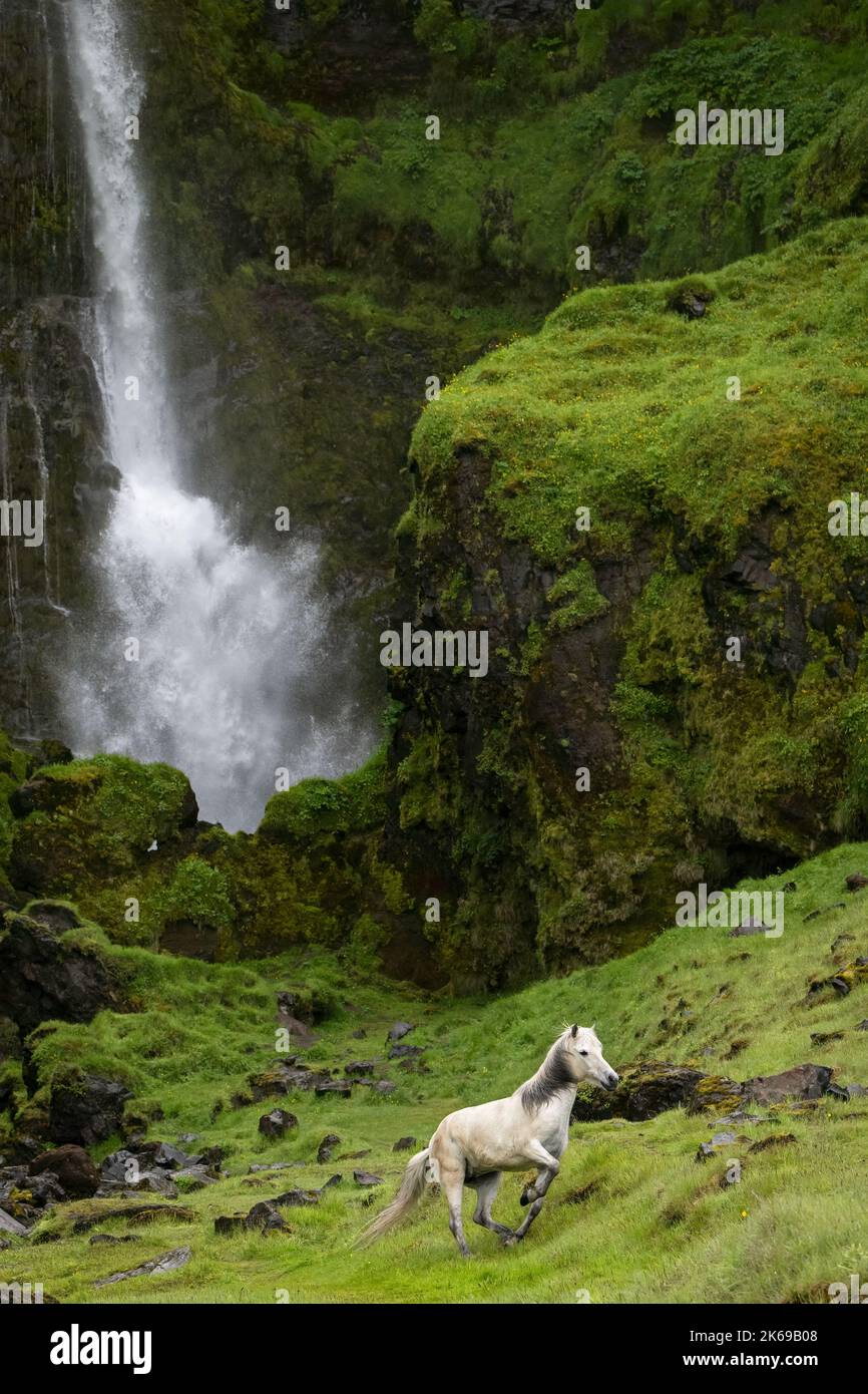 White (gray) Icelandic horse running up a hillside in front of a waterfall Stock Photo