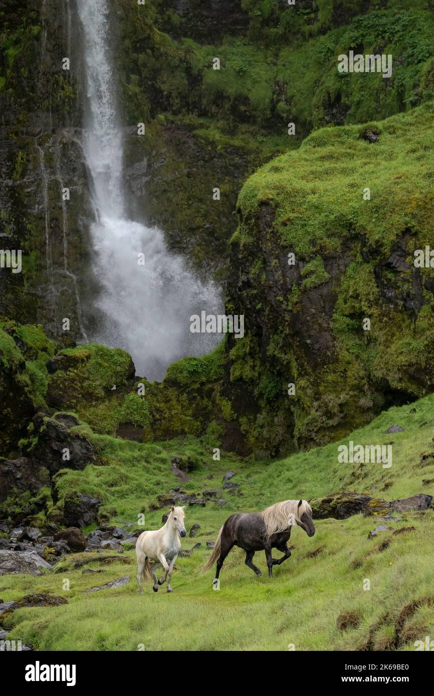 Two Icelandic horses running up a hillside in front of a waterfall Stock Photo