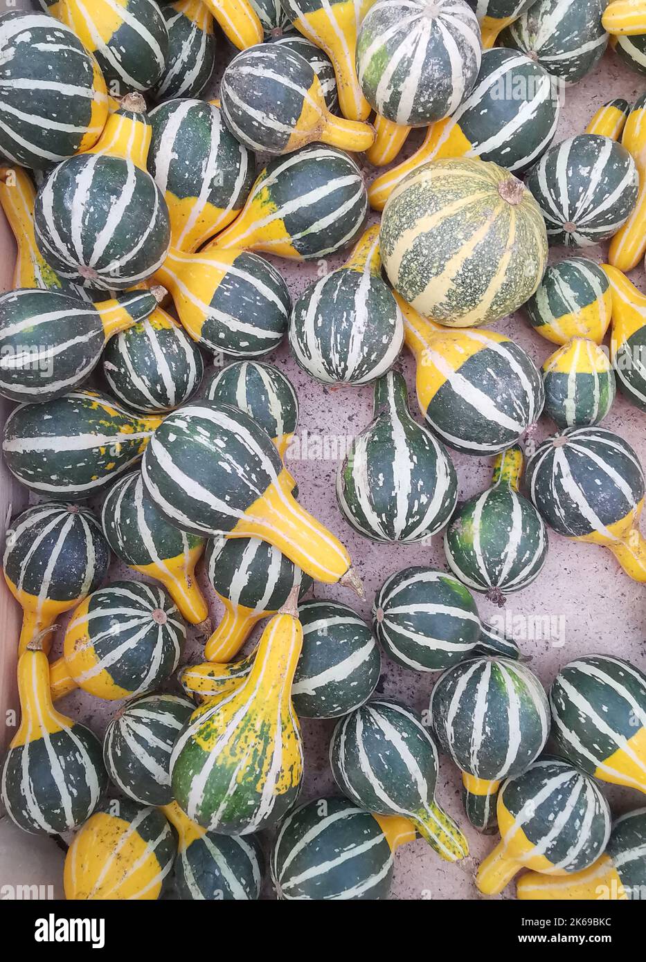 Full frame vertical image of green and white striped gourds or squash