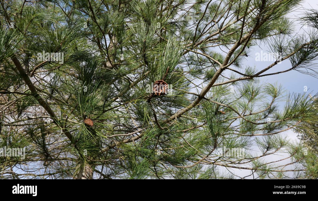Conifer tree with pine cones against pale blue grey sky Stock Photo