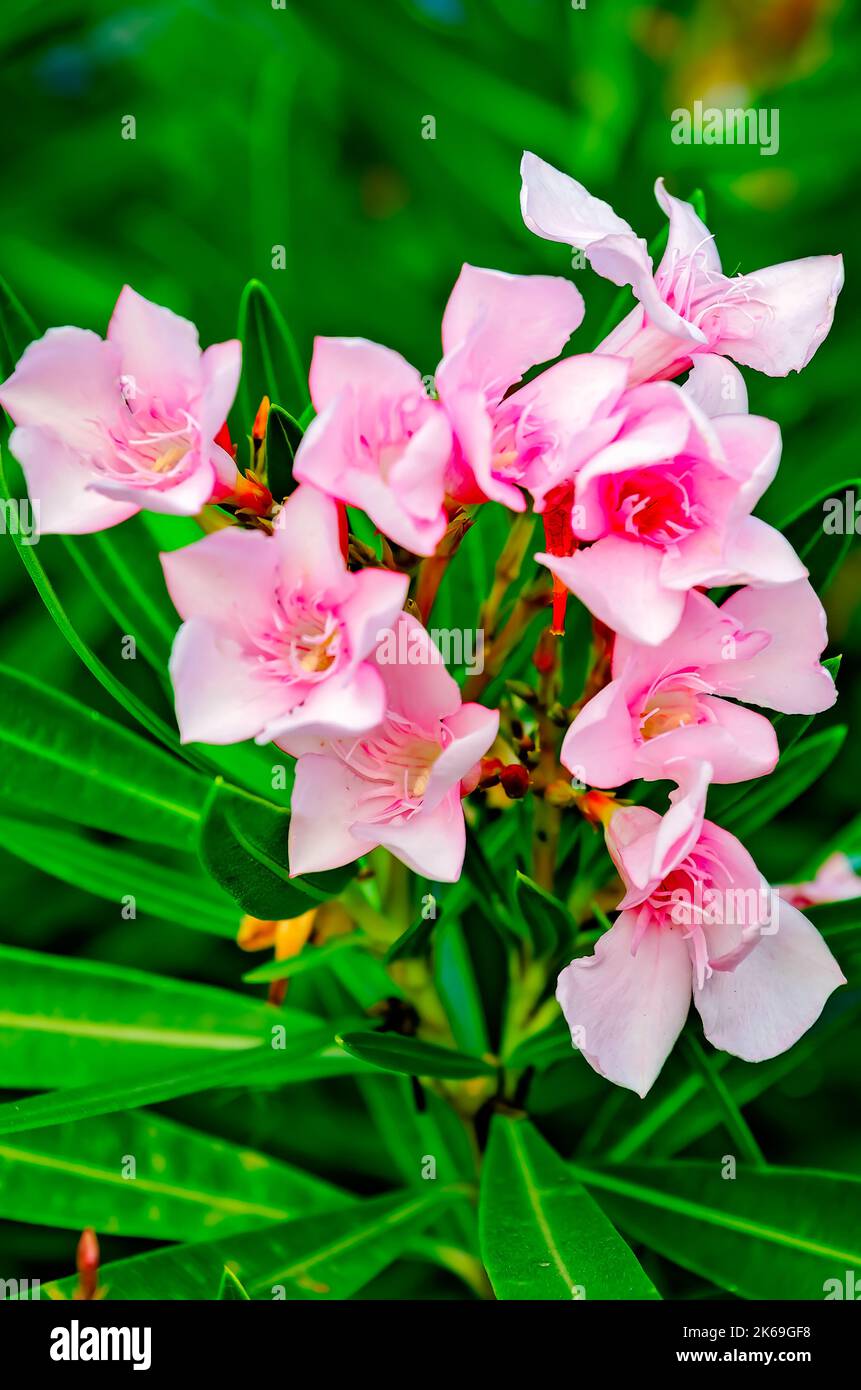 A pink oleander (Nerium oleander) is pictured, Oct. 4, 2022, in Pascagoula, Mississippi. Oleander is a shrub or small tree cultivated worldwide. Stock Photo