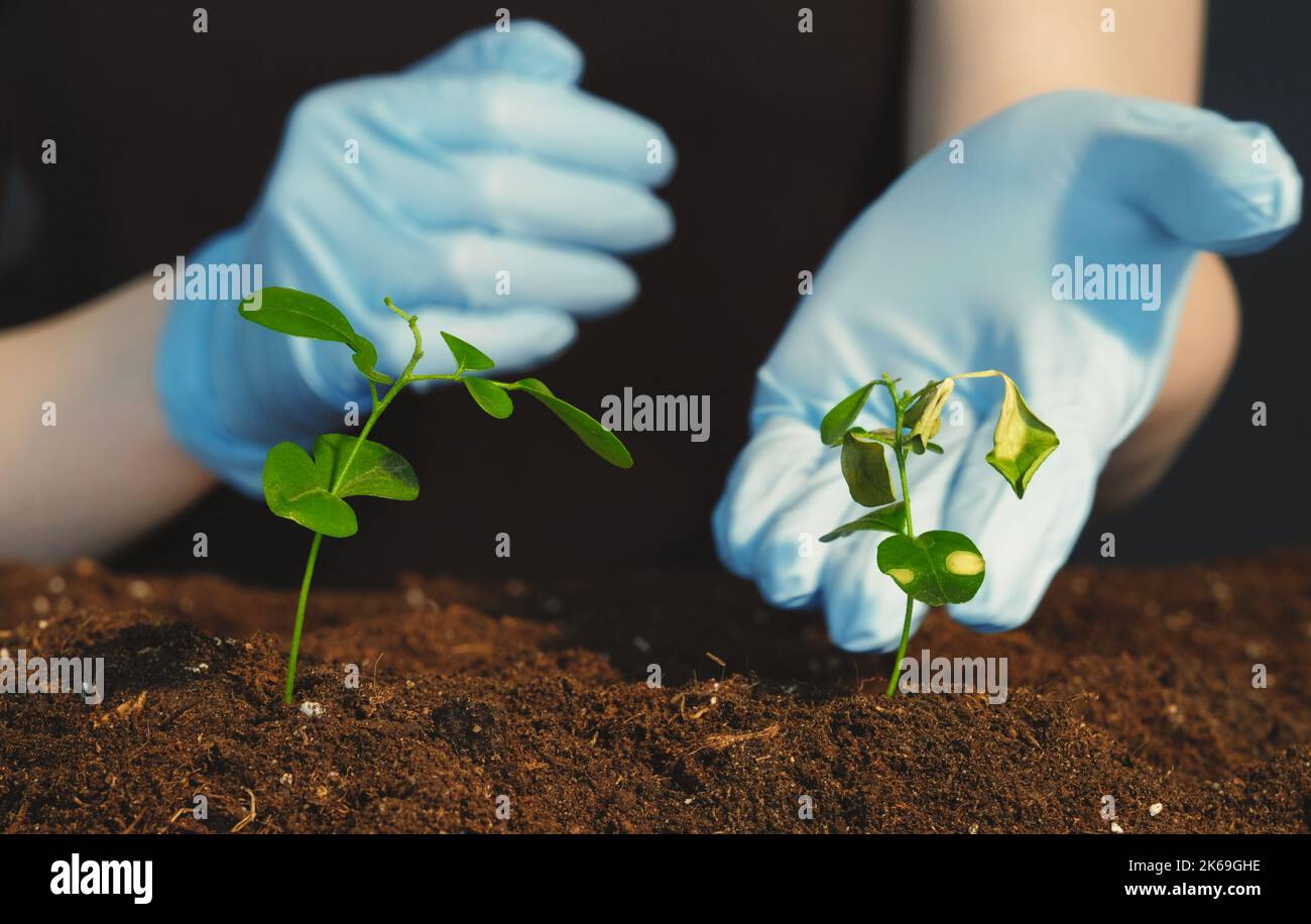 organic fertilizer eco gardening female Stock Photo Alamy