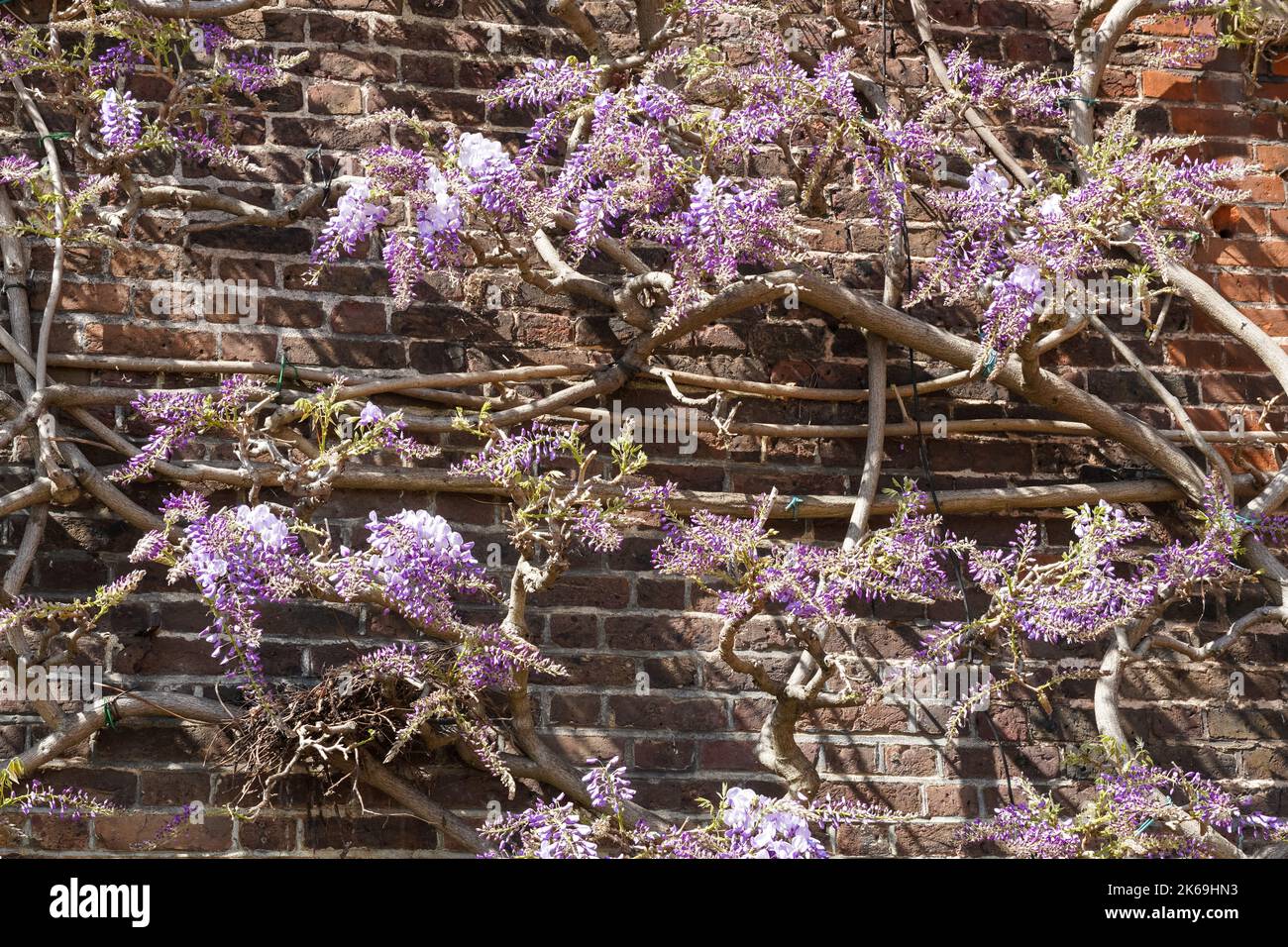 Purple flowers of Wisteria plant bloomimg in a garden Stock Photo