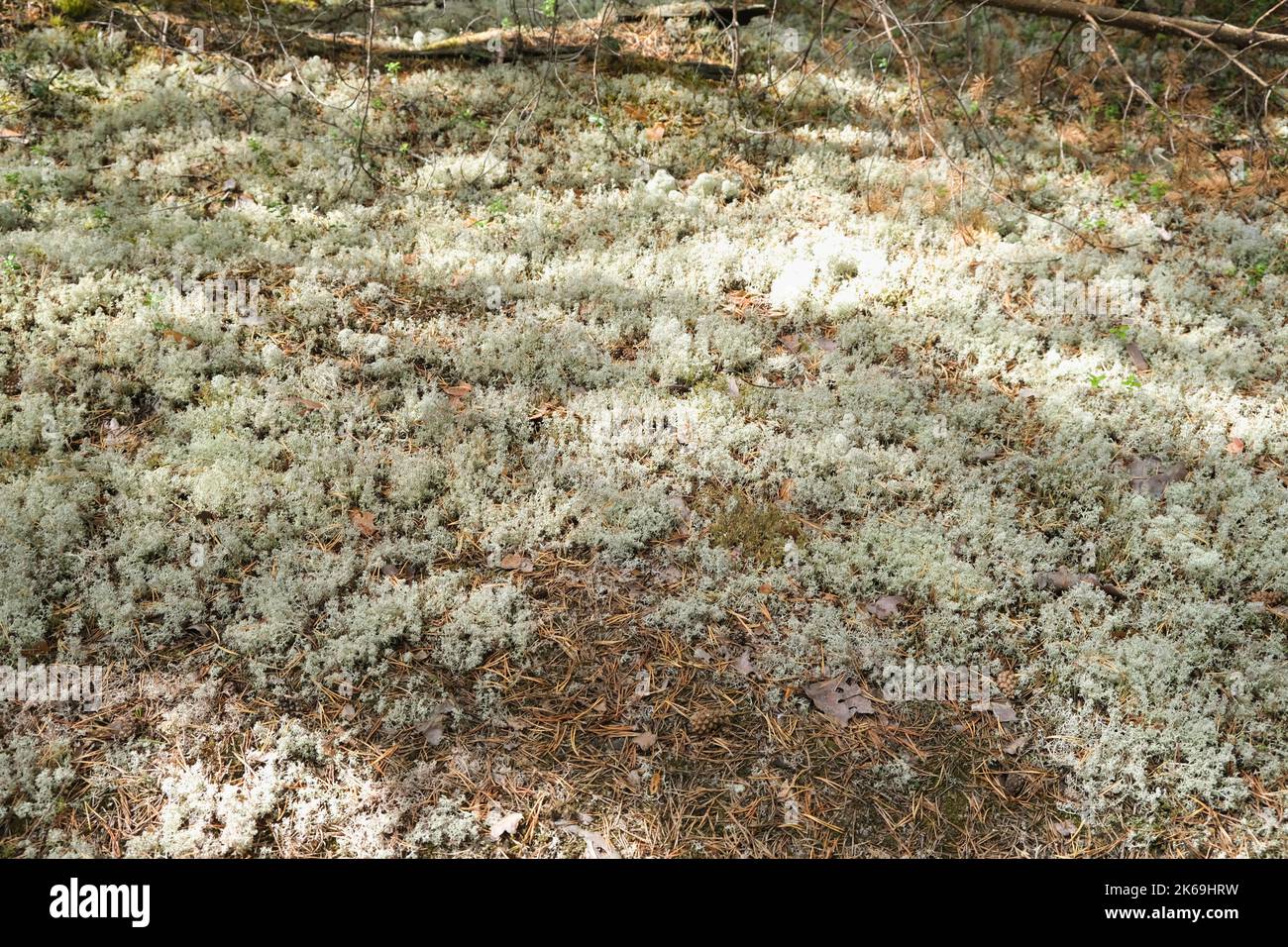 Reindeer moss in the forest. White moss in the northern forest. Moss sphagnum Stock Photo