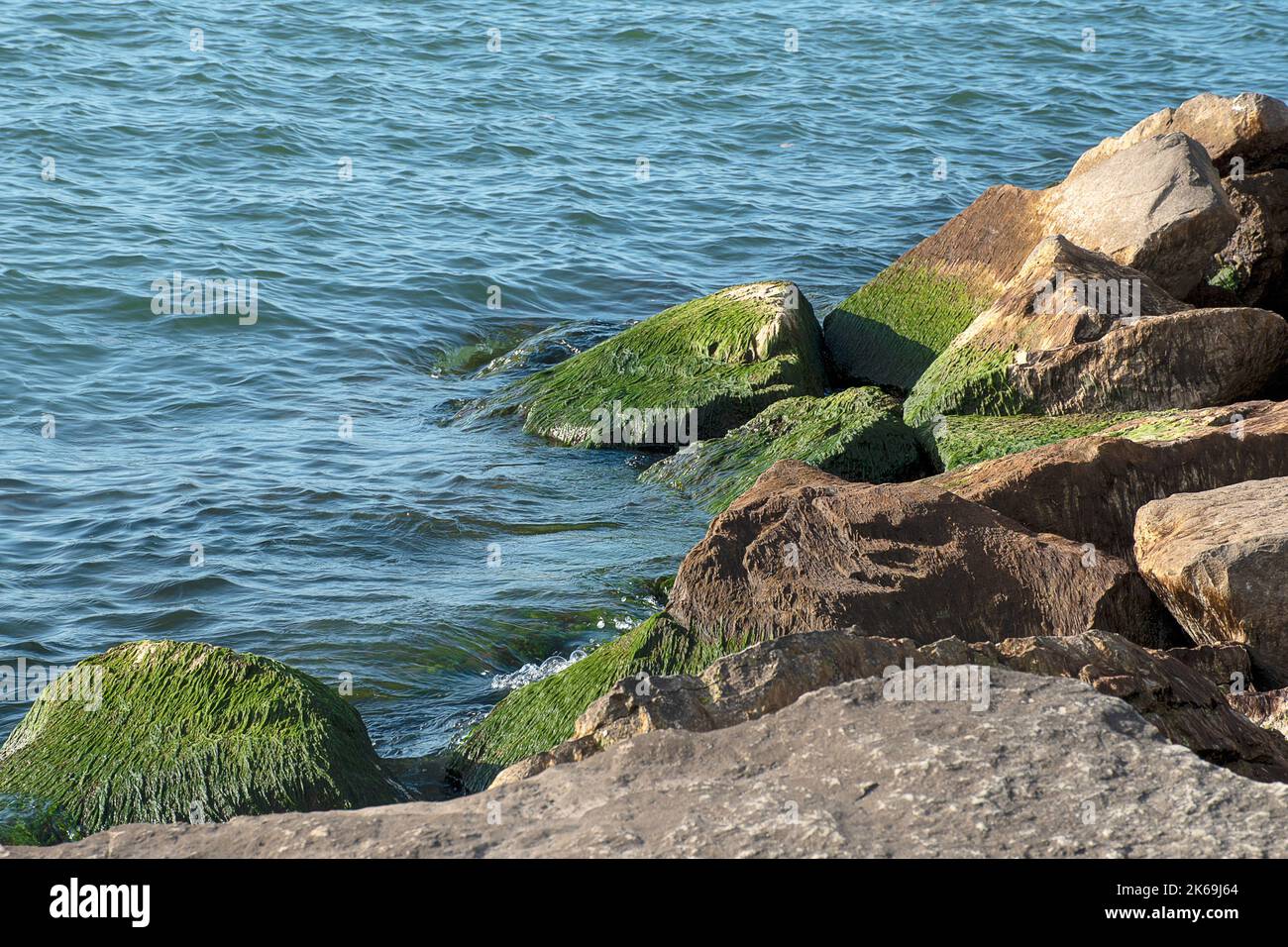 Slimy green moss on beach rocks with blue water Stock Photo