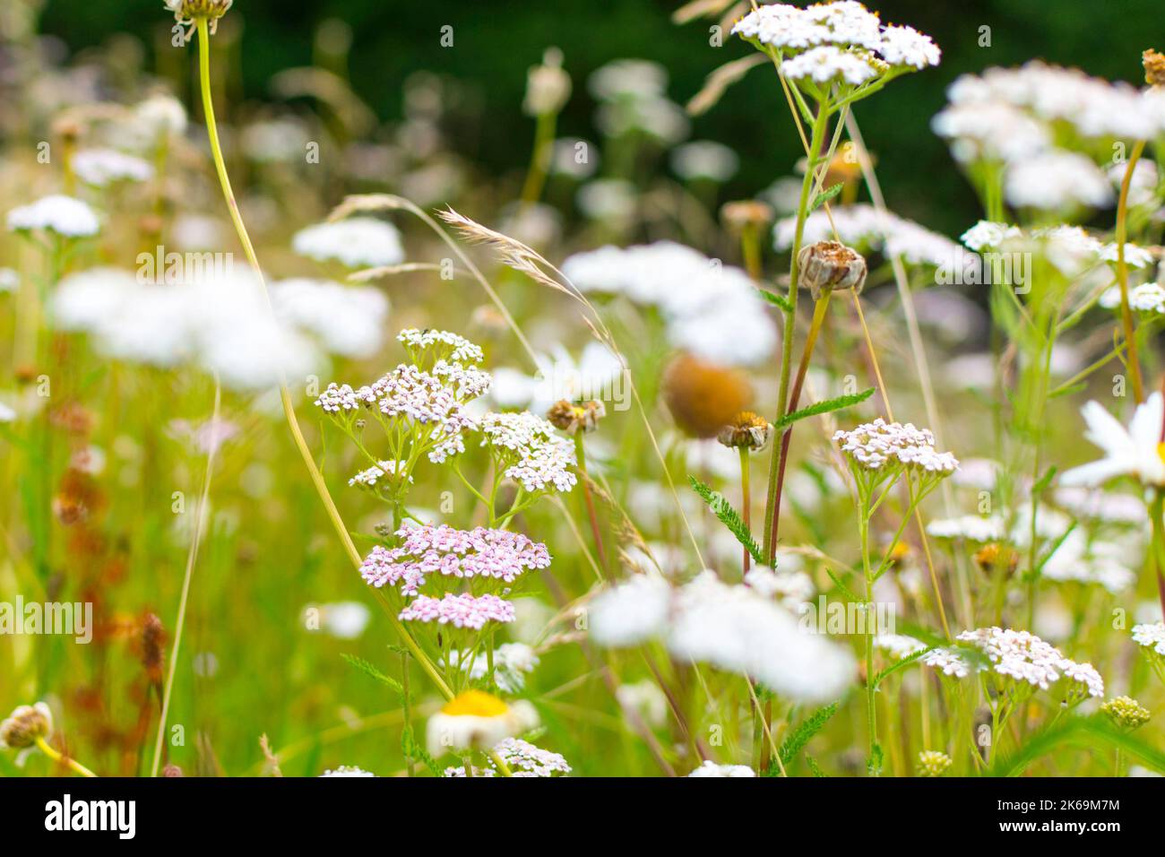 View of a flowering meadow with the pink and white flowers of yarrow (Achillea millefolium) and dried meadow daisy. The flowers are cropped and sharp Stock Photo