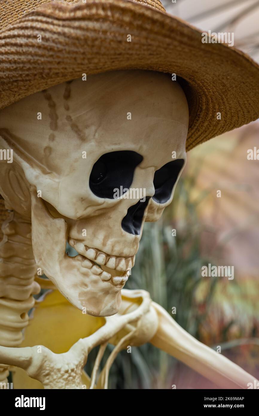 Skeleton in hat outdoor. Halloween celebration. Steampunk smiling skull with vintage hat. Selective focus, nobody. Holidays. Stock Photo