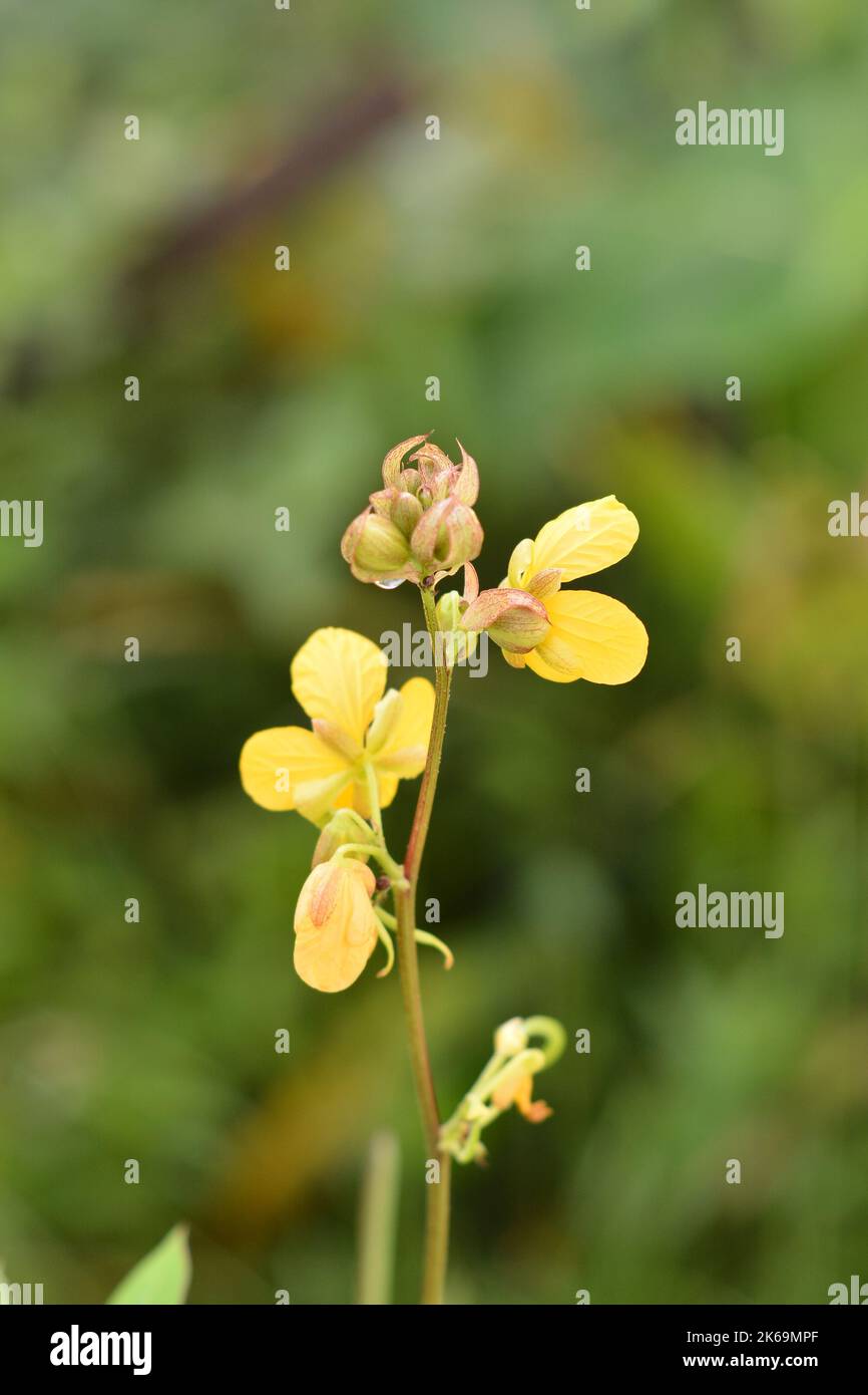 A vertical shot of a Senna occidentalis plant against a green blurred background Stock Photo