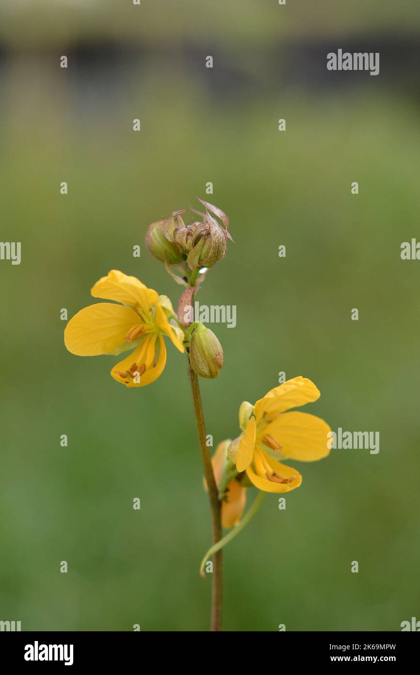 A vertical shot of a Senna occidentalis plant against a green blurred background Stock Photo