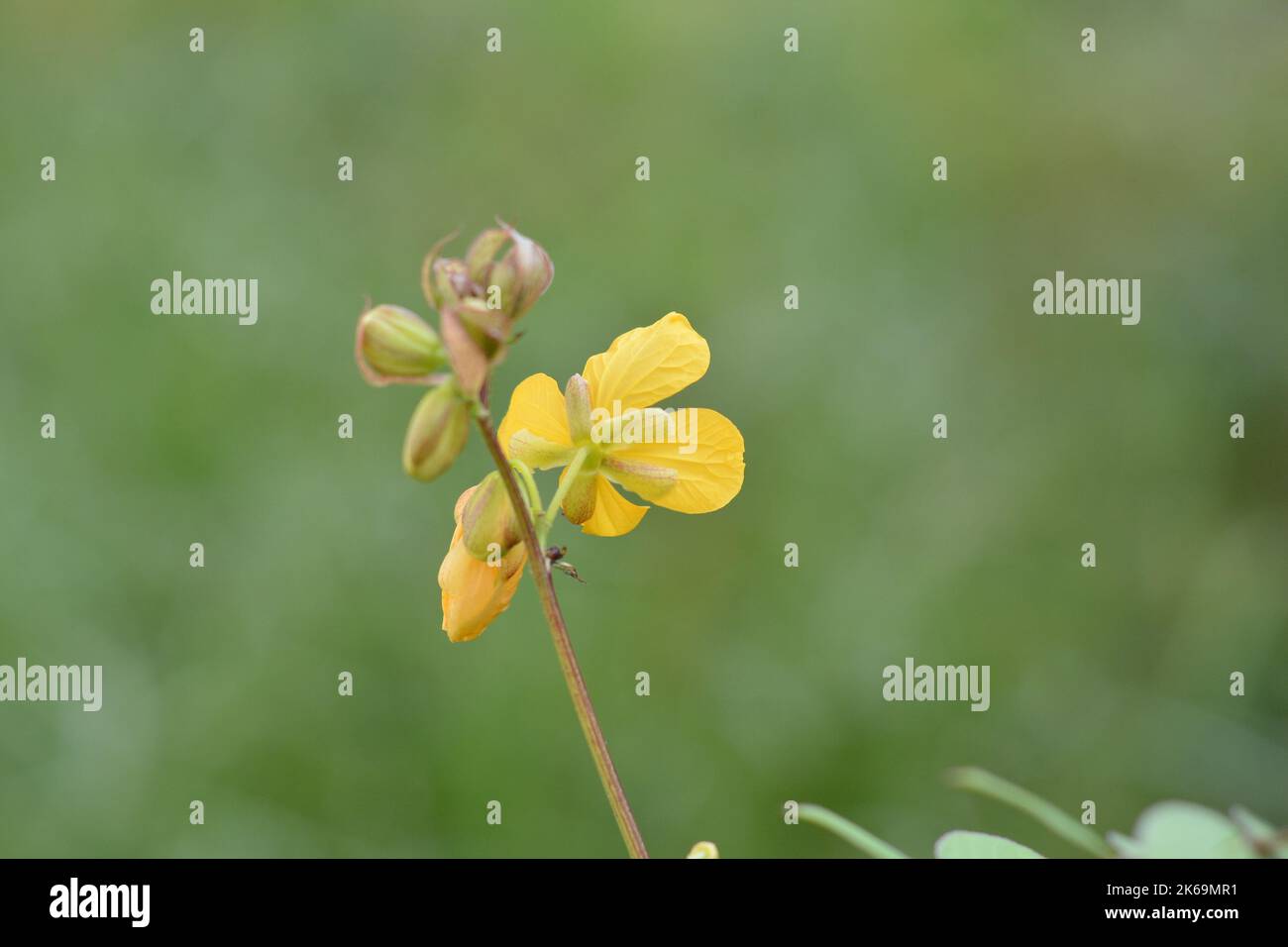 A closeup shot of a Senna occidentalis plant against a green blurred background Stock Photo