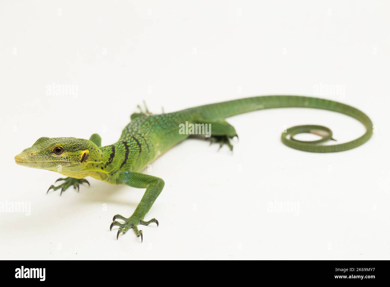 The emerald green tree monitor lizard (Varanus prasinus) isolated on