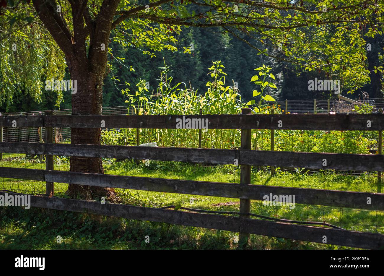 Cottage garden wooden fence hi-res stock photography and images - Alamy