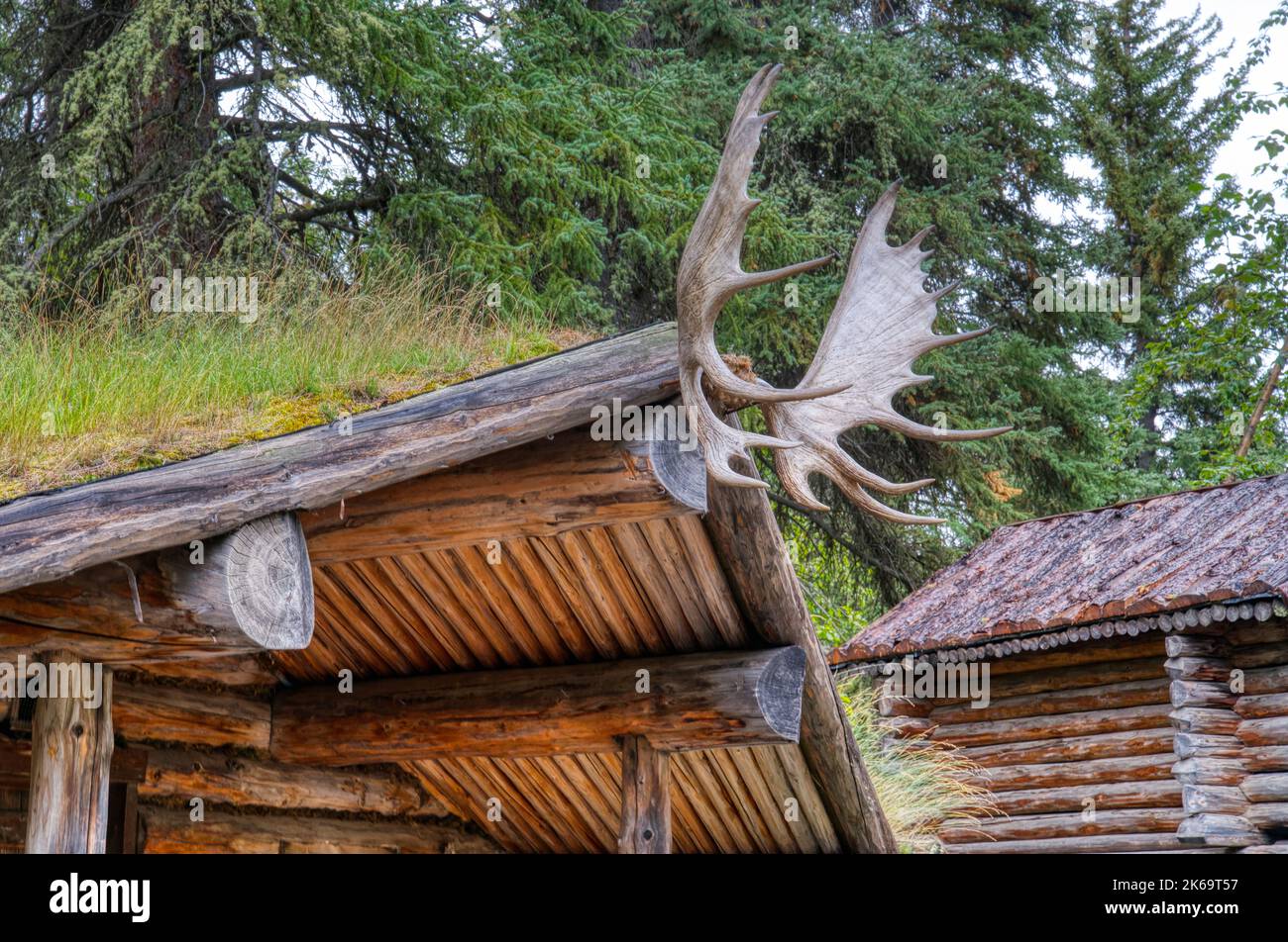 Moose antlers mounted the top of an alaskan hunting cabin Stock Photo