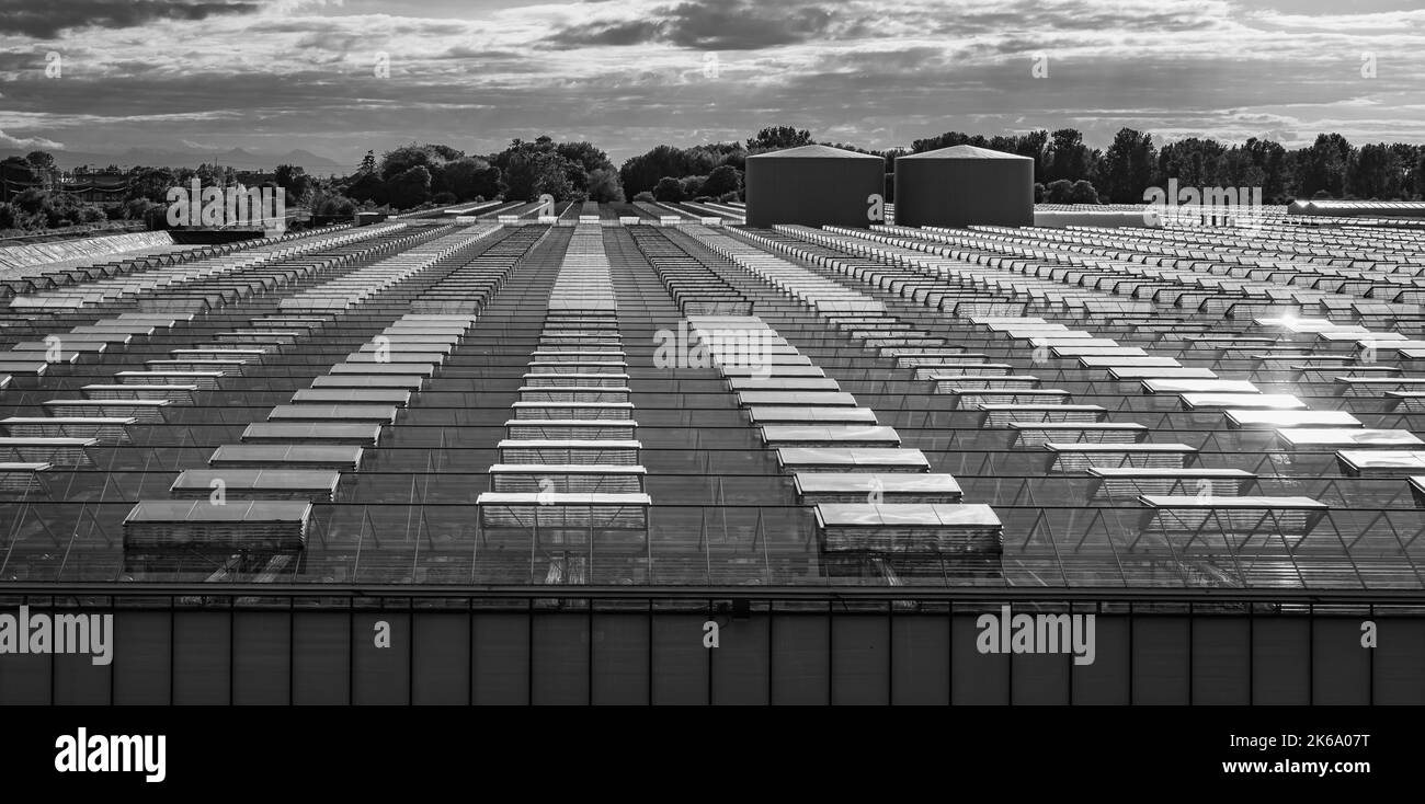 Greenhouses lined up in row, covered with transparent film of growing vegetables and fruits top view. Texture of the roofs of greenhouses field backgr Stock Photo