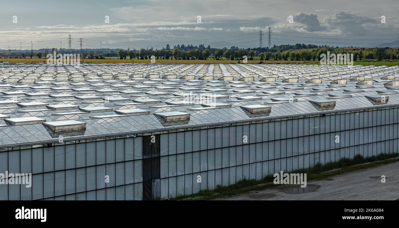 Greenhouses lined up in row, covered with transparent film of growing vegetables and fruits top view. Texture of the roofs of greenhouses field backgr Stock Photo