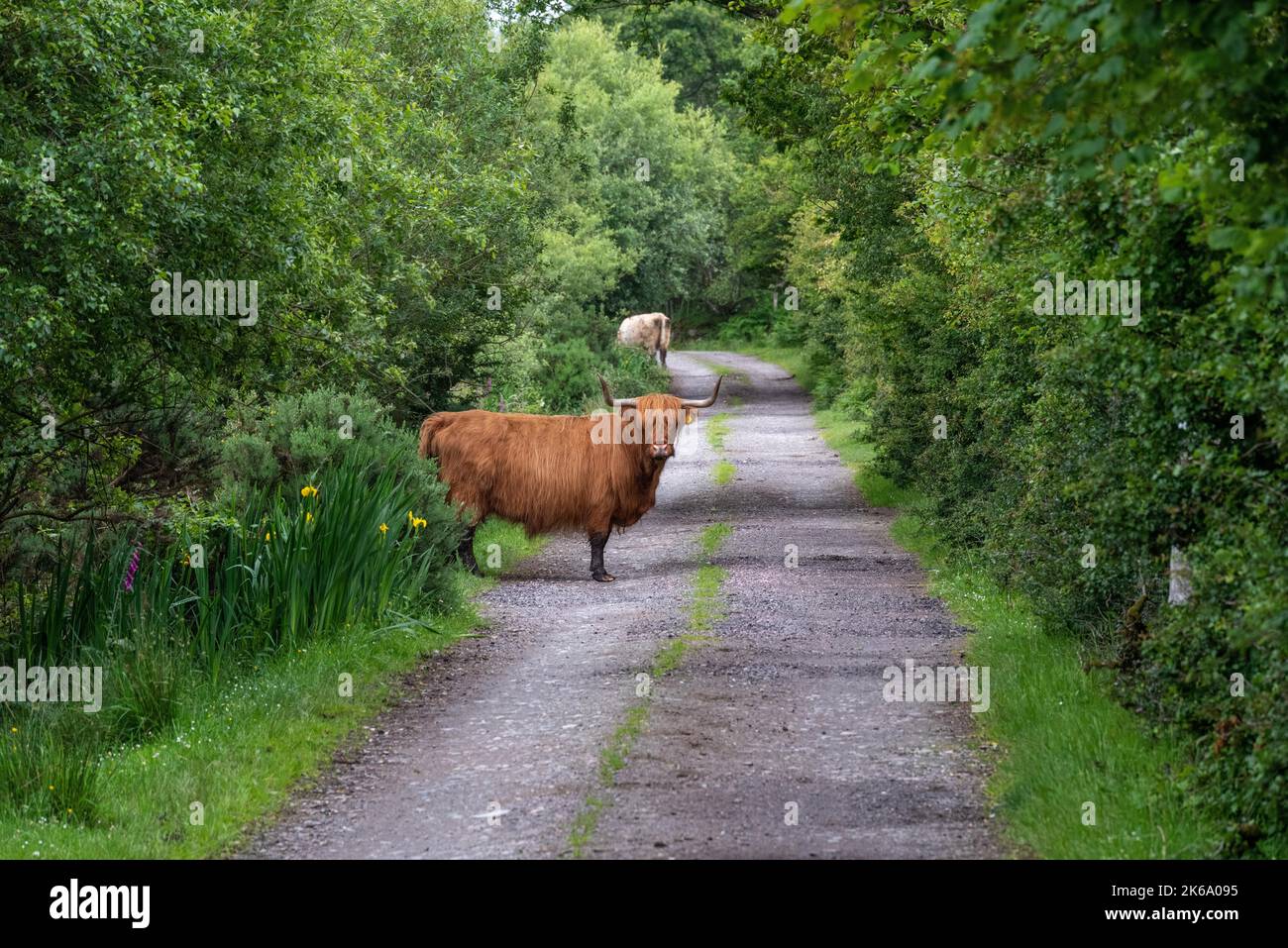A beautiful brown highland cattle on a trail surrounded by evergreen trees Stock Photo Alamy
