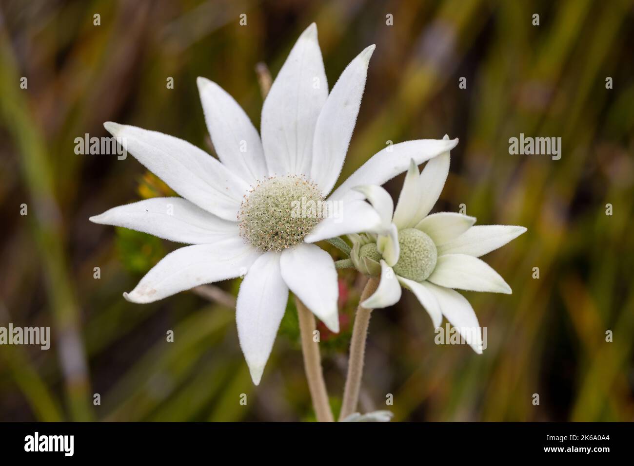 Flannel Flower plant in flower Stock Photo