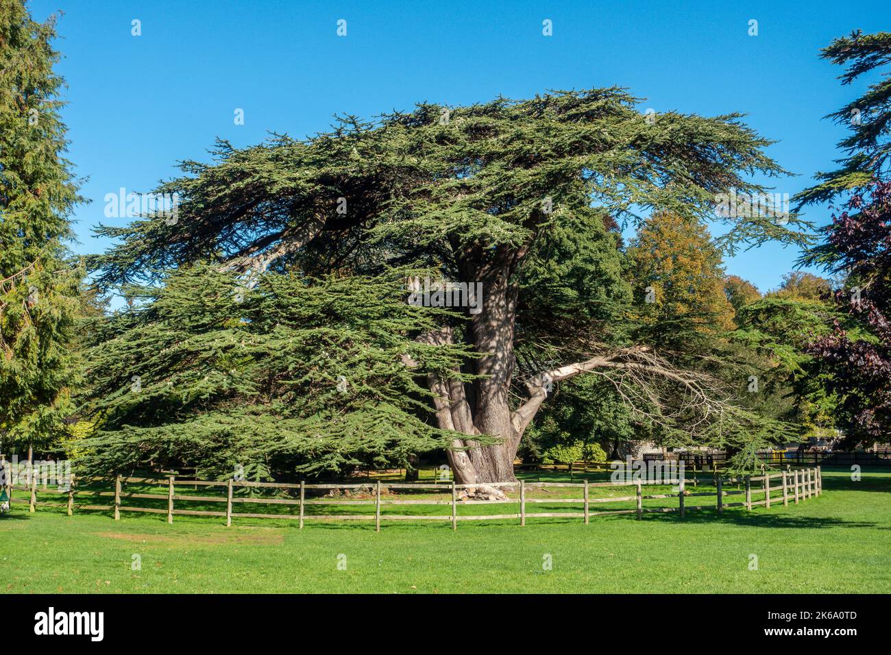 Cedar of Lebanon,Cedrus libani,Kearsney Abbey Gardens,Park,Dover,Kent,England,UK Stock Photo
