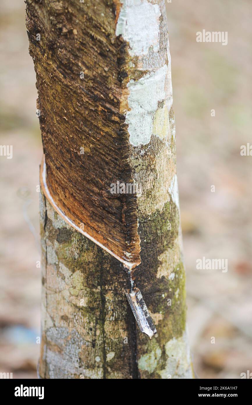 Rubber Latex extracted from rubber tree , (Hevea Brasiliensis) as a