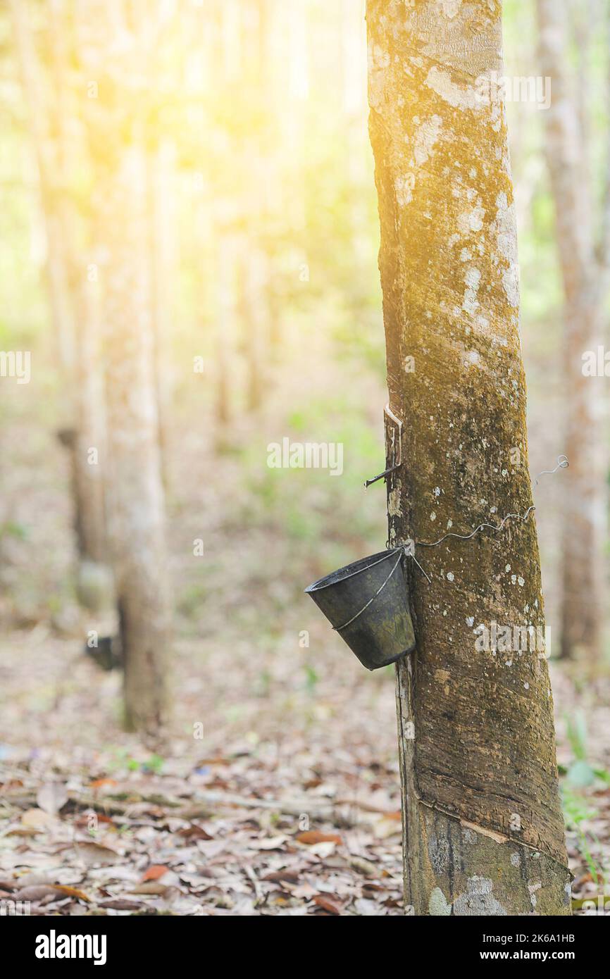 Rubber Latex extracted from rubber tree , (Hevea Brasiliensis) as a