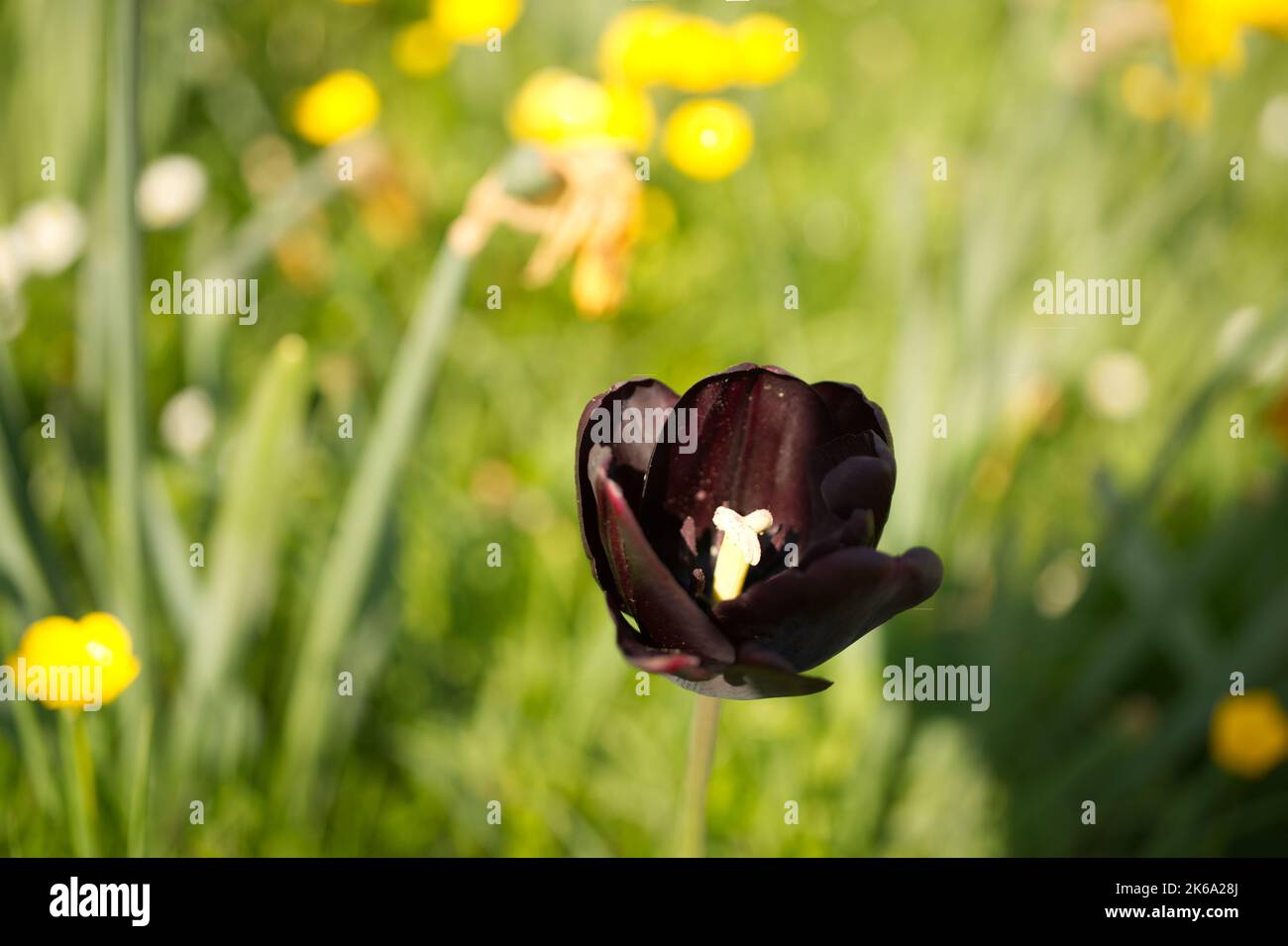 Grass polline hi-res stock photography and images - Alamy