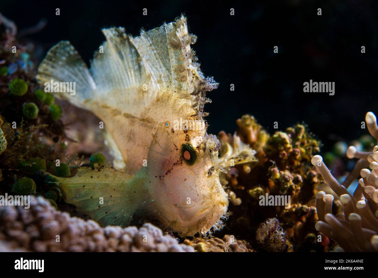 A leaf scorpionfish (Taenianotus triacanthus), Anilao, Philippines. Stock Photo