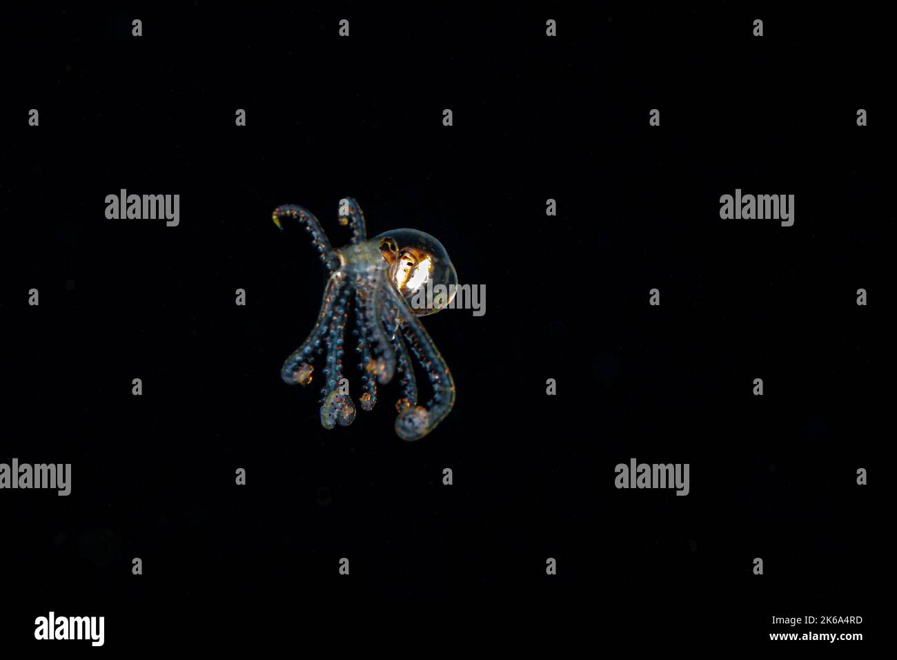 A longarm octopus in a fighting stance, flashes its colors at night, Anilao, Philippines. Stock Photo