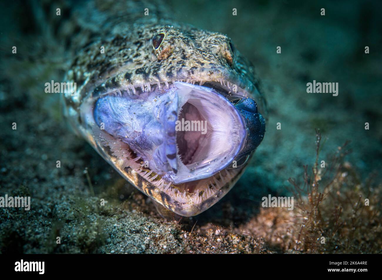 A lizardfish makes a meal out of a damselfish, Anilao, Philippines. Stock Photo