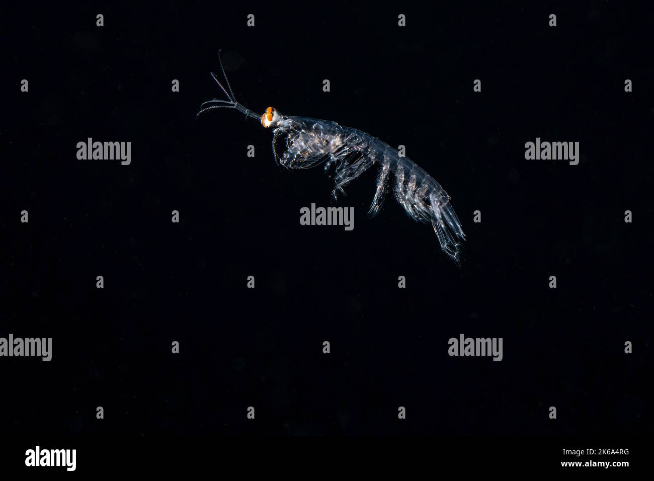 A larval mantis shrimp swims through the black water at night, Anilao, Philippines. Stock Photo