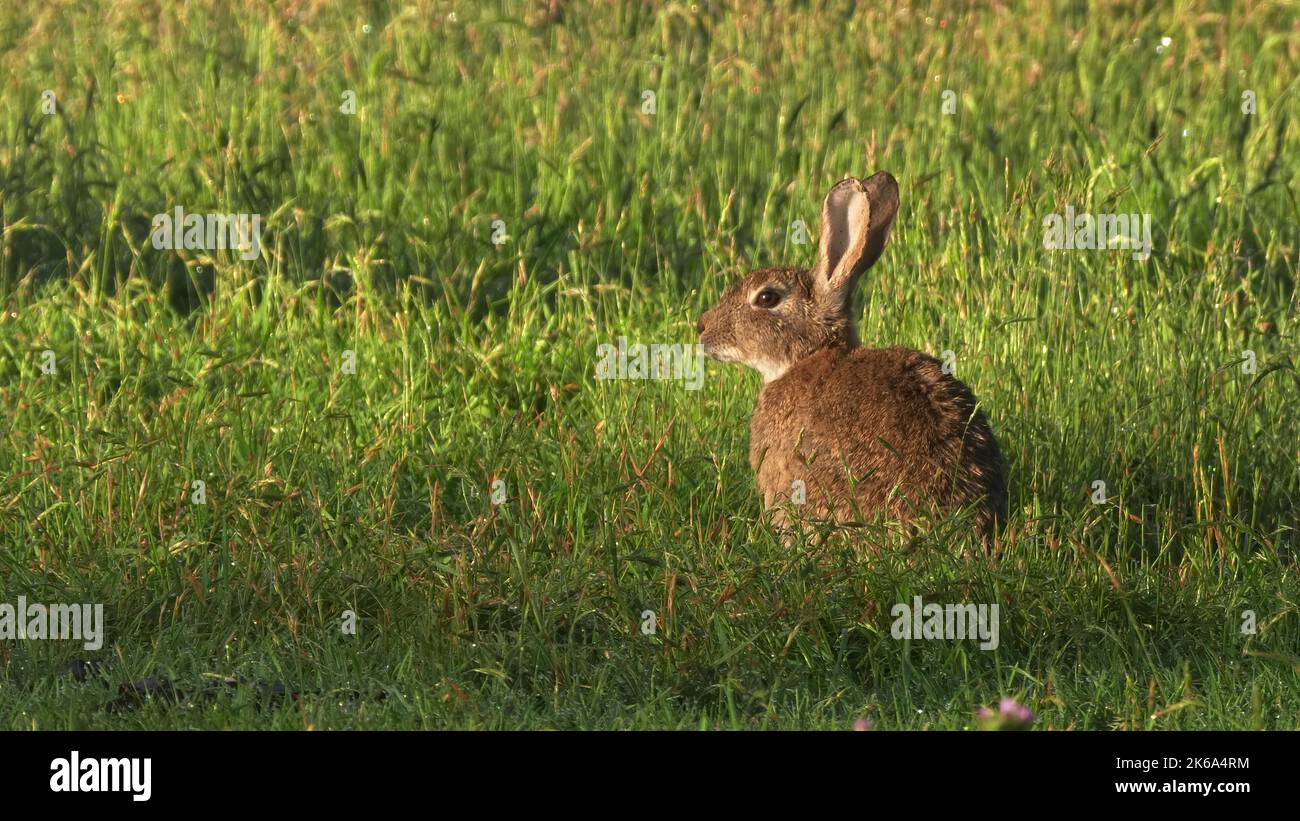side view of a feral european rabbit at kosciuszko national park Stock Photo