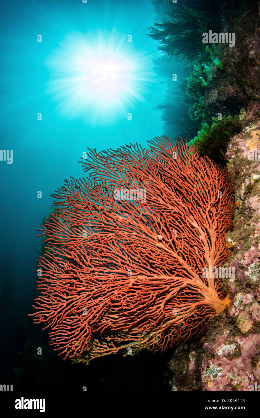 A red gorgonian sea fan under the bright sunrays in the Pacific Ocean. Stock Photo