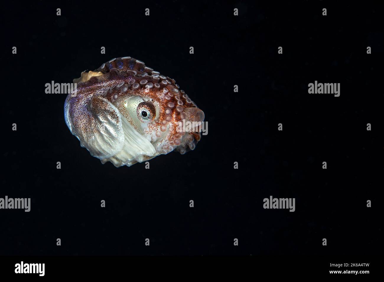 A female paper nautilus swims through the black water in search of a mate, Anilao, Philippines. Stock Photo